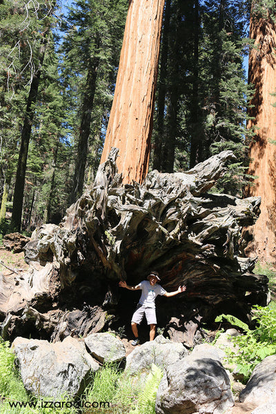 Sequoia National Park with Kids