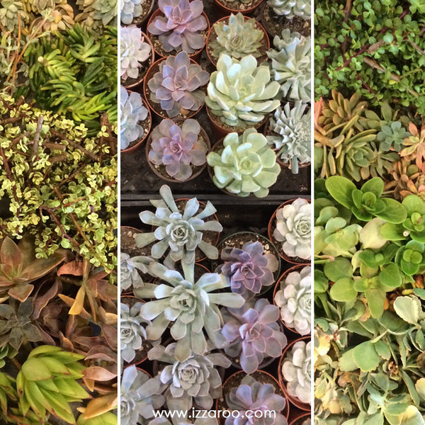 DIY Succulent Grapevine Wreath - IZZAROO