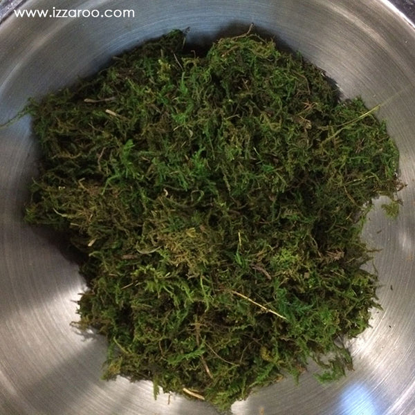 DIY Succulent Grapevine Wreath - IZZAROO