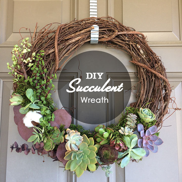 DIY Tutorial  4 Easy Steps to Make a Grapevine Wreath with LIVE Succulents   Izzaroo